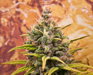 Naklejka na ściany i meble dosidos, do-si-dos, marijuana, pot, weed, dank, grow tent, medical marijuana, cannabis, plants, dank, home grown