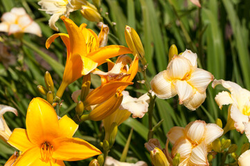 day lilies in the sun