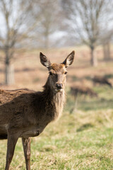 Photo of a female red deer in Richmond Park, UK during spring time. Animal in nature.