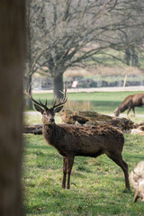 Photo of a male red deer in the middle of nature in Richmond Park, London, UK during spring.