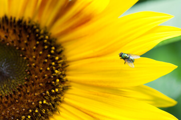 sunflower with housefly