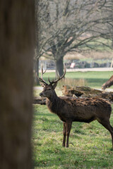 Photo of a male red deer in the middle of nature in Richmond Park, London, UK during spring.