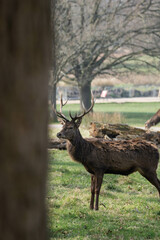 Photo of a male red deer in the middle of nature in Richmond Park, London, UK during spring.