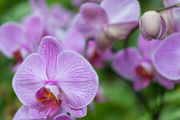 purple orchid flowers and buds