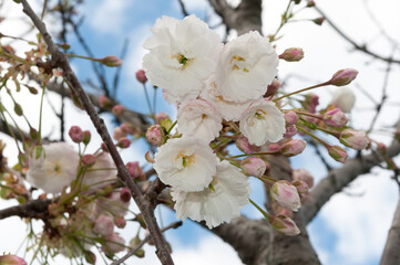 double white cherry blossoms in spring