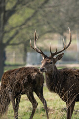 Naklejka na ściany i meble Photo of a male red deer in the middle of nature in Richmond Park, London, UK during spring.