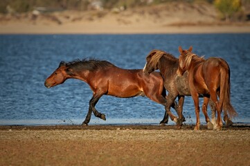 Wild Horses
