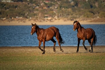 Wild Horses