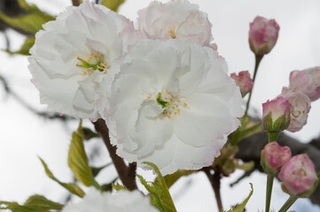 close up of white/pink cherry blossoms in spring