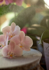 pink orchid in water drops