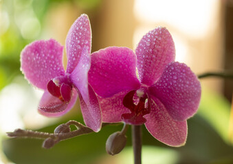 Fototapeta na wymiar pink orchid in water drops