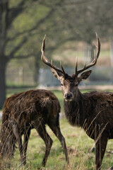 Photo of a male red deer in the middle of nature in Richmond Park, London, UK during spring.