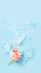 Pink rose flower and melting ice cubes with water drops on blue background. abstract texture. template for design. copy space