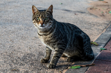 A cat of a European breed on the street poses for a photographer.