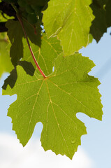Niagara grape vine leaves on a blue sky