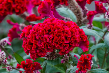 Fototapeta premium Closeup of the cockscomb flower