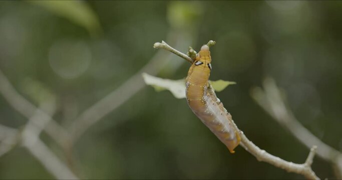 Caterpillar of army green hawk moth, Daphnis nerii, crawling on plant branch, finding leaves to eat. Houseplant pest control concept. Bug life cycle.