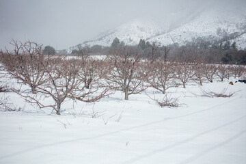 An Apple Orchard in Oak Glenn, California, After a Winter Snow Storm