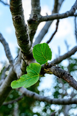 A branch of an autumn tree with several green leaves against a blue sky.