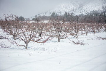 Fototapeta na wymiar An Apple Orchard in Oak Glen, California, After a Winter Snow Storm