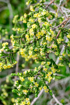 A closeup of beautiful white purshia stansburyana flowers in a garden