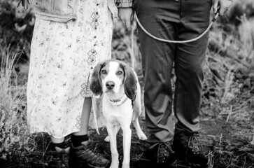 Hound dog Black and white