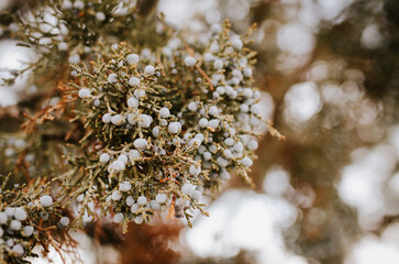 Juniper close up