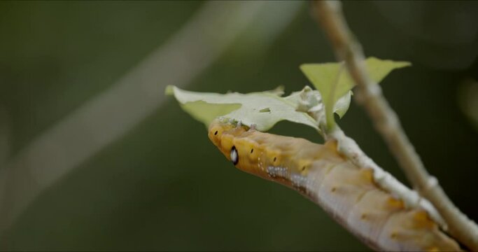 Caterpillar of army green hawk moth, Daphnis nerii, eating leaves of gardenia tree, as it prepares to pupate. Bug attacking plant, houseplant pest control and garden care product concept.