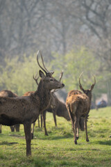 Photo of a male red deer in the middle of nature in Richmond Park, London, UK during spring.