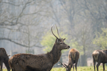 Photo of a male red deer in the middle of nature in Richmond Park, London, UK during spring.