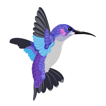Colorful colibri isolated on white. Flying humming bird vector illustration. Design for print, textile, t-shirt graphics.