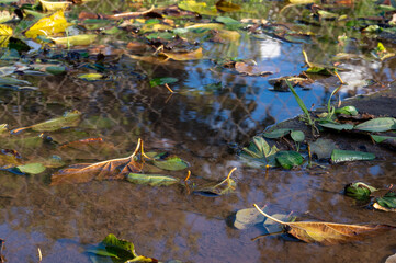 bright autumn maple leaves in water, natural background. autumn atmosphere image. fall season concept.