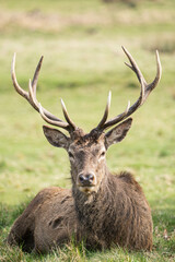 Naklejka na ściany i meble Photo of a male red deer in the middle of nature in Richmond Park, London, UK during spring.