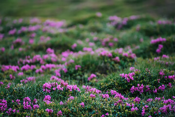 Rhododendron flowers in nature