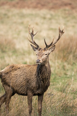 Photo of a male red deer in the middle of nature in Richmond Park, London, UK during spring.