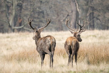 Naklejka na ściany i meble Two male red deers walking in the middle of nature in Richmond Park