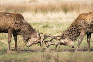 Two male red deer stags fighting  during spring in Richmond Park, London, UK
