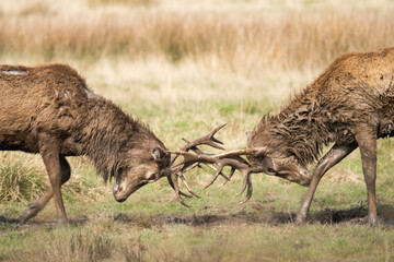 Two male red deer stags fighting  during spring in Richmond Park, London, UK
