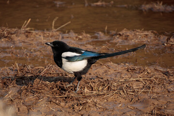 Magpie on a rice field