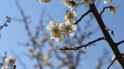 Blossom