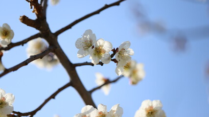 Blossom