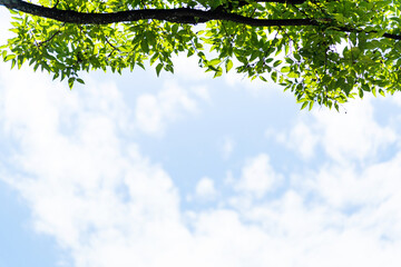 Background of green leaves and cloudy sky