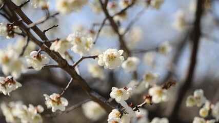 Blossom