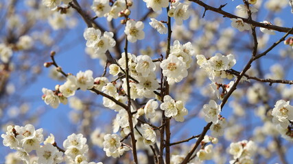 Blossom