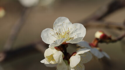 Fototapeta na wymiar Blossom