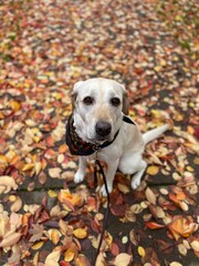 Autumn lab love