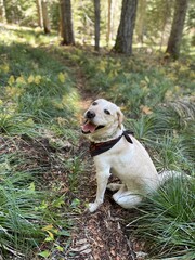 Happy hiking dog