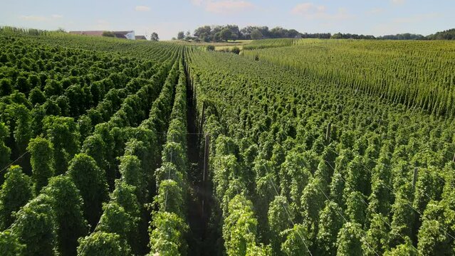 Bavarian Hop garden from top before harvest view