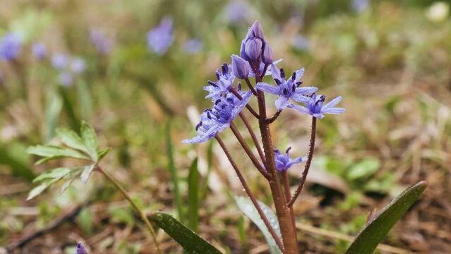 Squill or wood squill blue flowers on the spring meadow close up. Scilla bifolia, the alpine squill or two-leaf squill. The first spring flowers in the forest