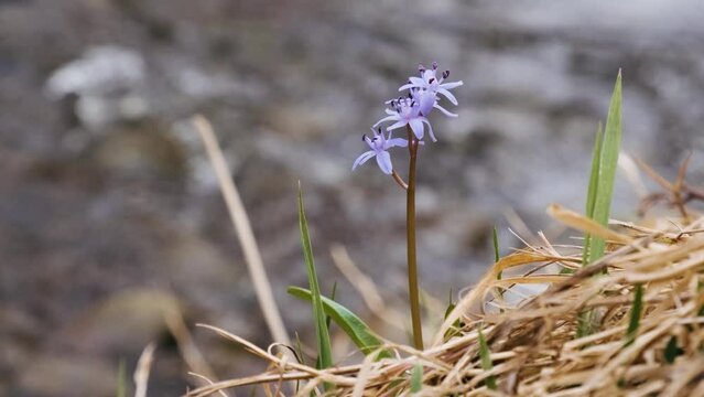 Squill or wood squill blue flowers on the river bank close up. Scilla bifolia, the alpine squill or two-leaf squill. The first spring flowers in the forest